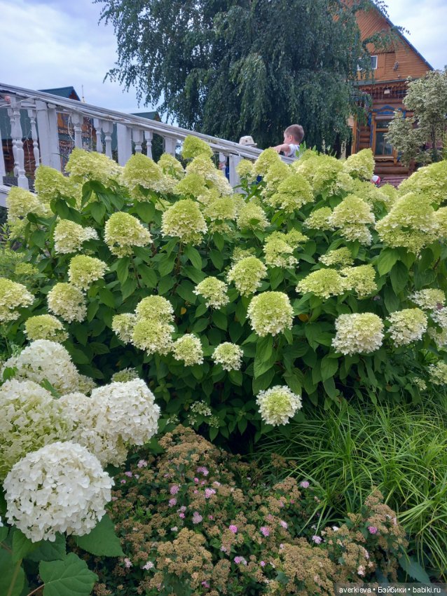 И снова здравствуй, Мишкин дом