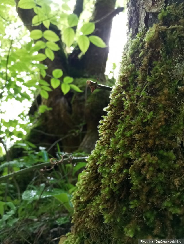 Крошка Басик - путешественник. Пшадские водопады