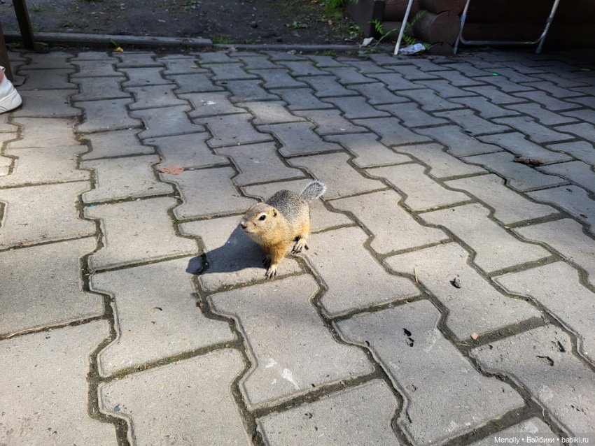 Самая рисковая девица:) — Фигурки Pop Mart (Поп Март): Blind Box