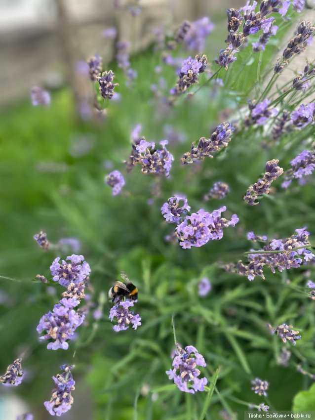 Лайт в летнем саду странноприимного дома Шереметьевых (фото 7)