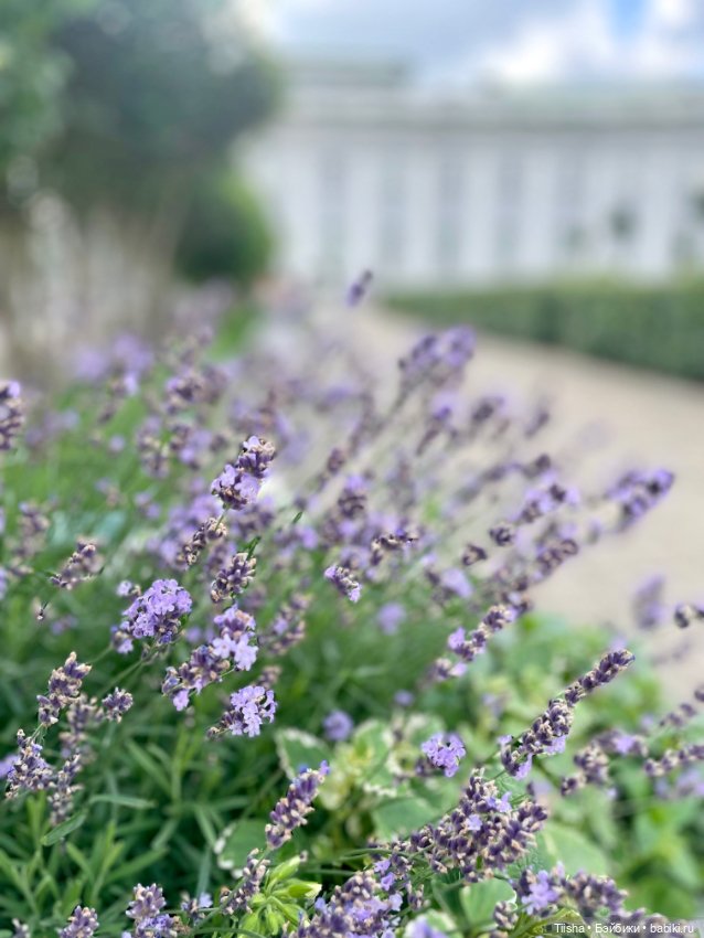 Лайт в летнем саду странноприимного дома Шереметьевых (фото 9)