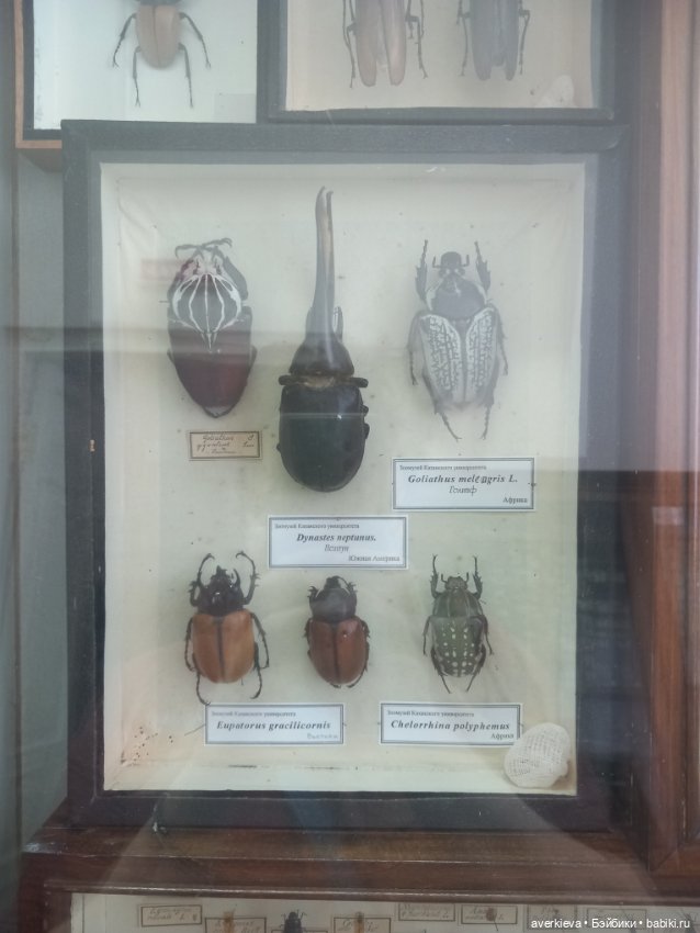 Зоологический Музей Казани