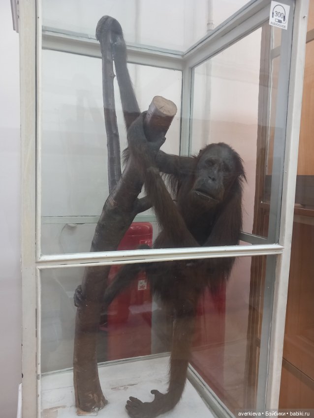 Зоологический Музей Казани