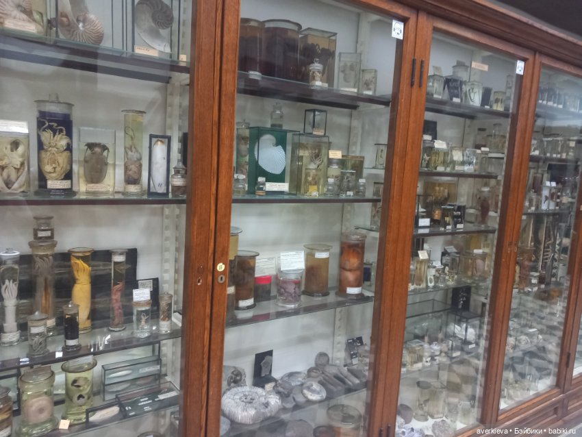 Зоологический Музей Казани