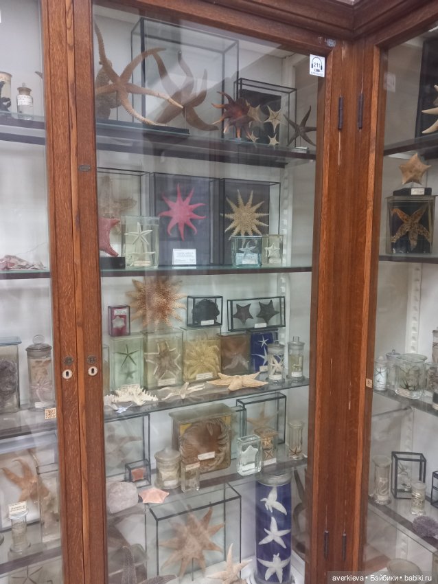 Зоологический Музей Казани