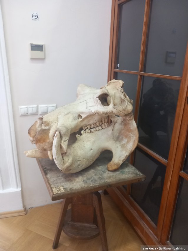 Зоологический Музей Казани