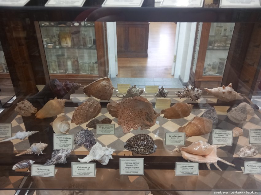 Зоологический Музей Казани