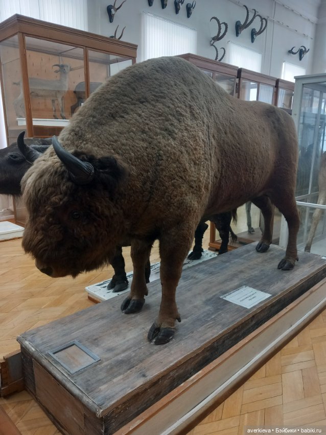 Зоологический Музей Казани