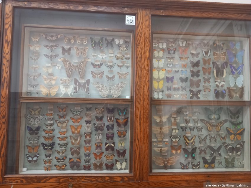 Зоологический Музей Казани