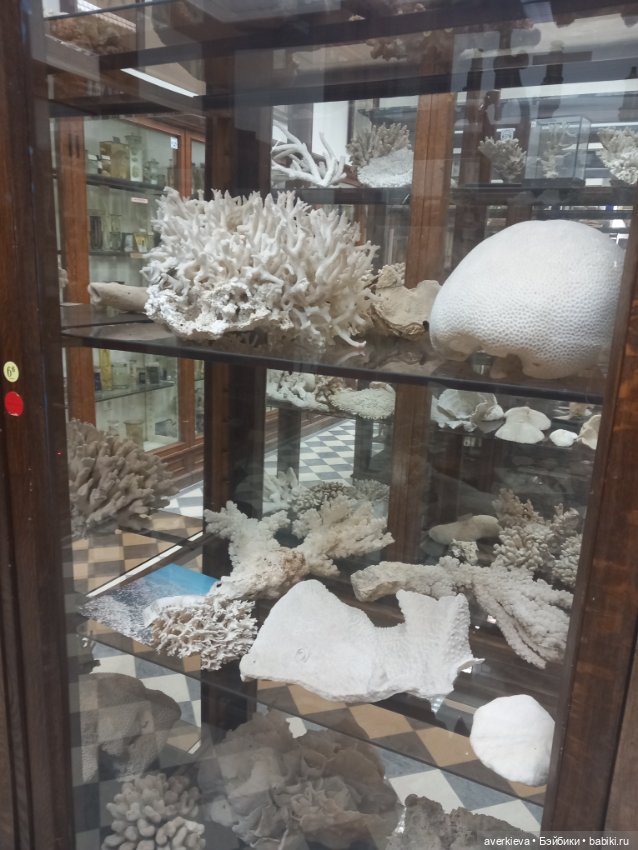 Зоологический Музей Казани (фото 9)