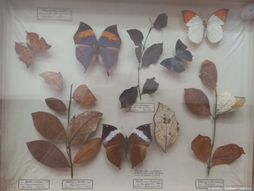 Зоологический Музей Казани