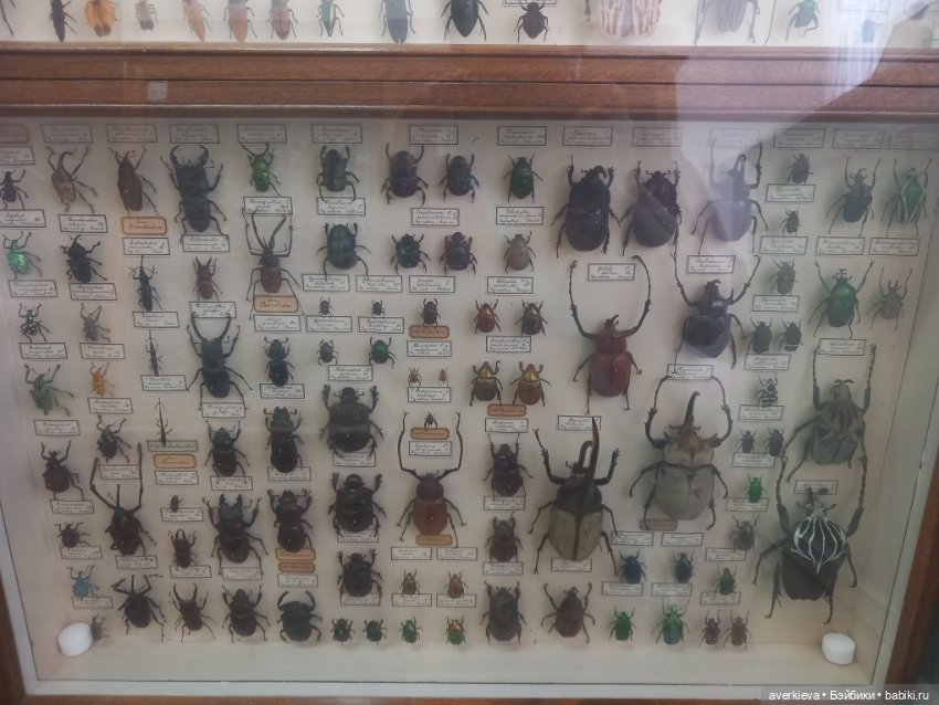 Зоологический Музей Казани