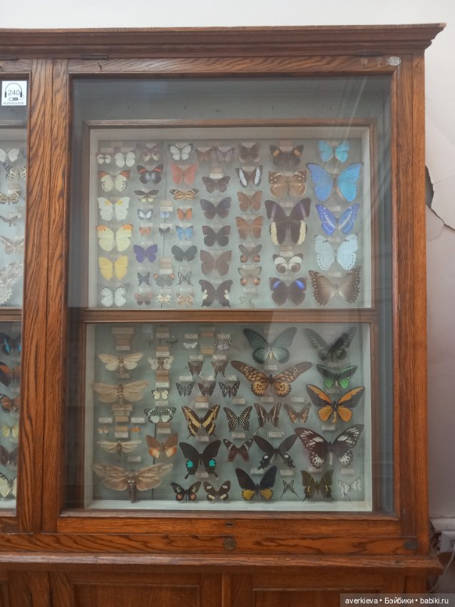 Зоологический Музей Казани