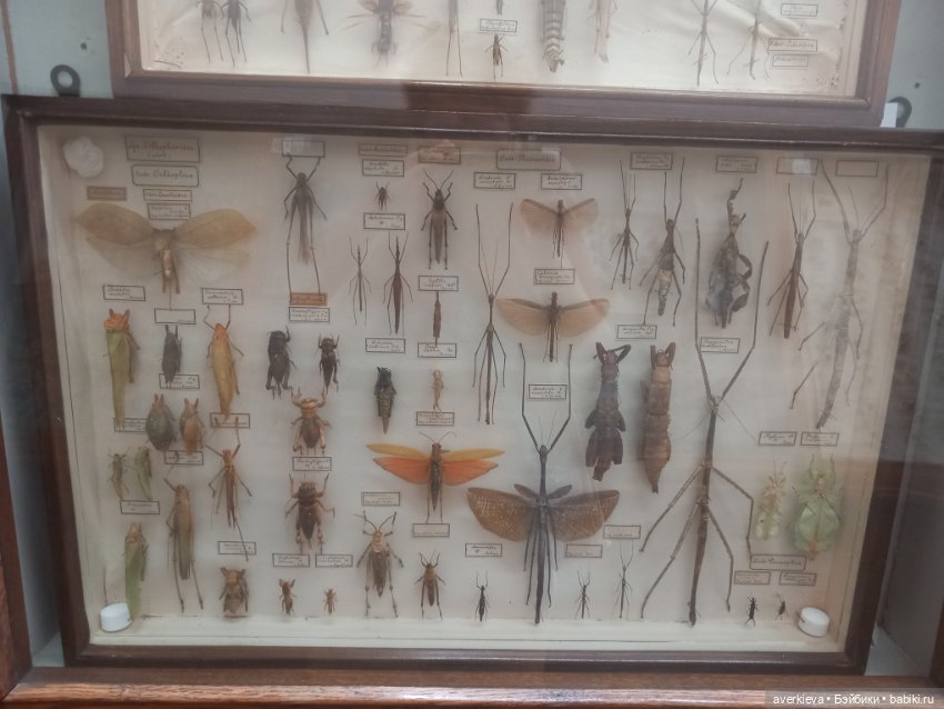 Зоологический Музей Казани