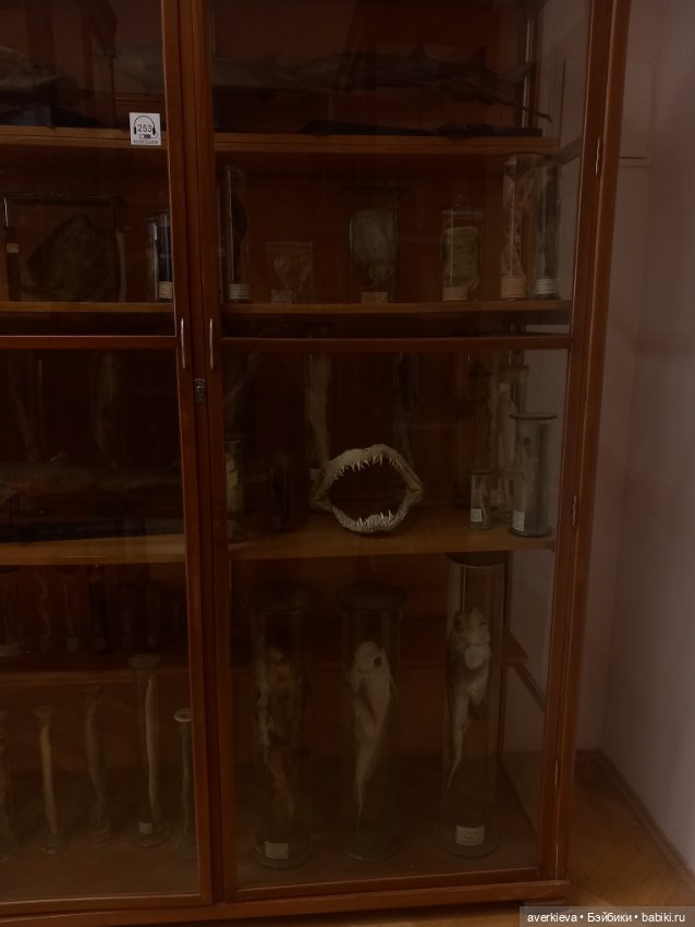 Зоологический Музей Казани