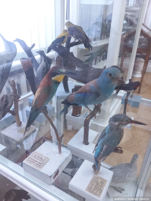 Зоологический Музей Казани