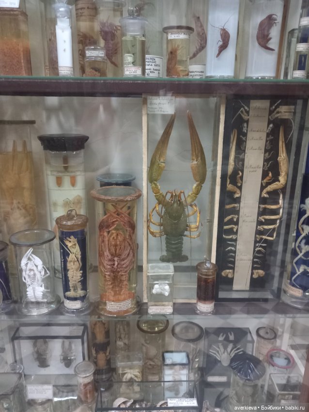 Зоологический Музей Казани (фото 2)