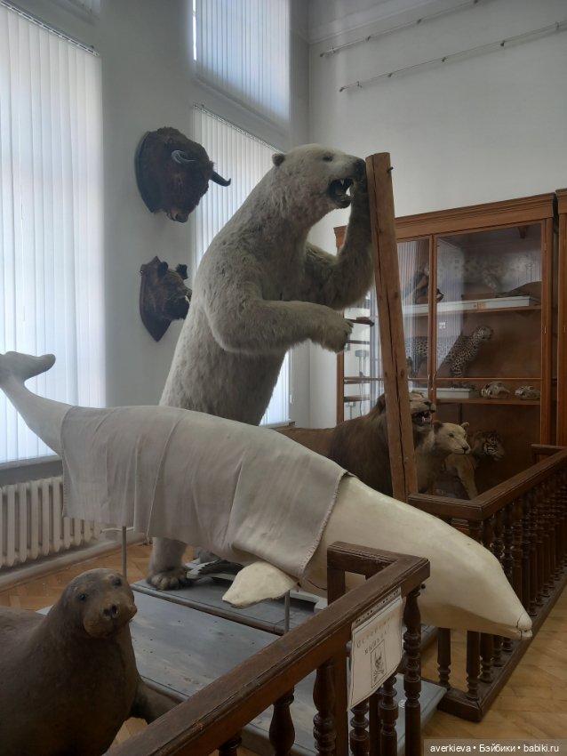 Зоологический Музей Казани