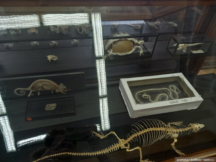 Зоологический Музей Казани