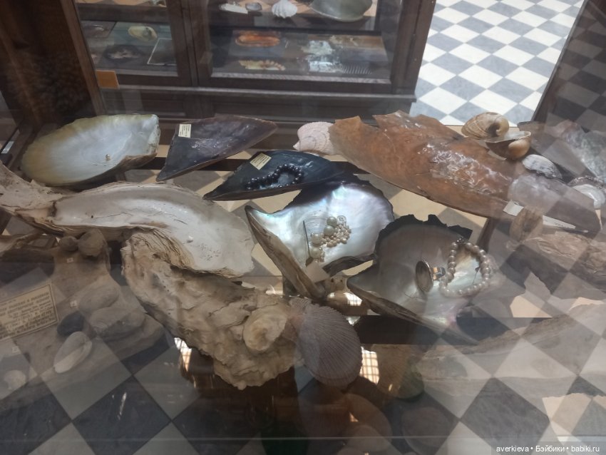 Зоологический Музей Казани