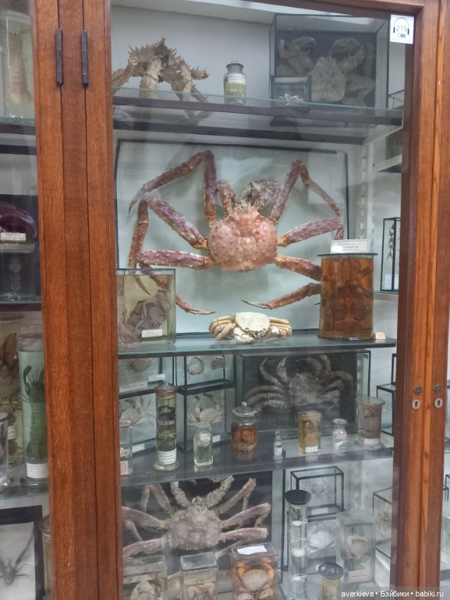 Зоологический Музей Казани (фото 4)