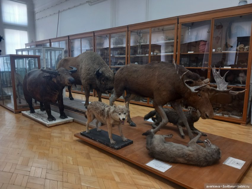 Зоологический Музей Казани