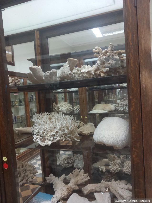 Зоологический Музей Казани (фото 10)