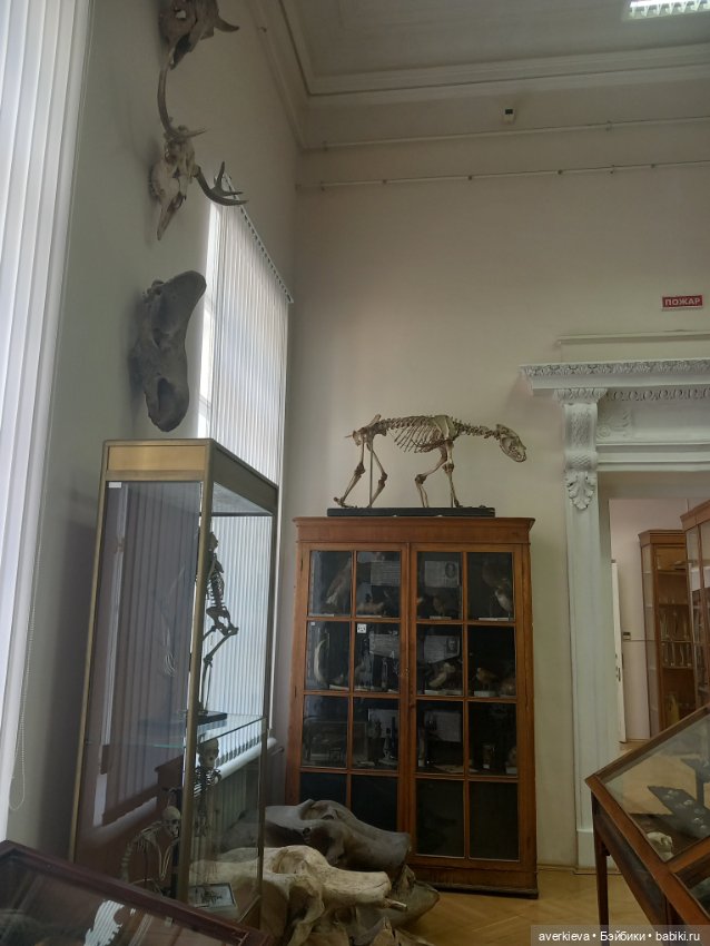 Зоологический Музей Казани