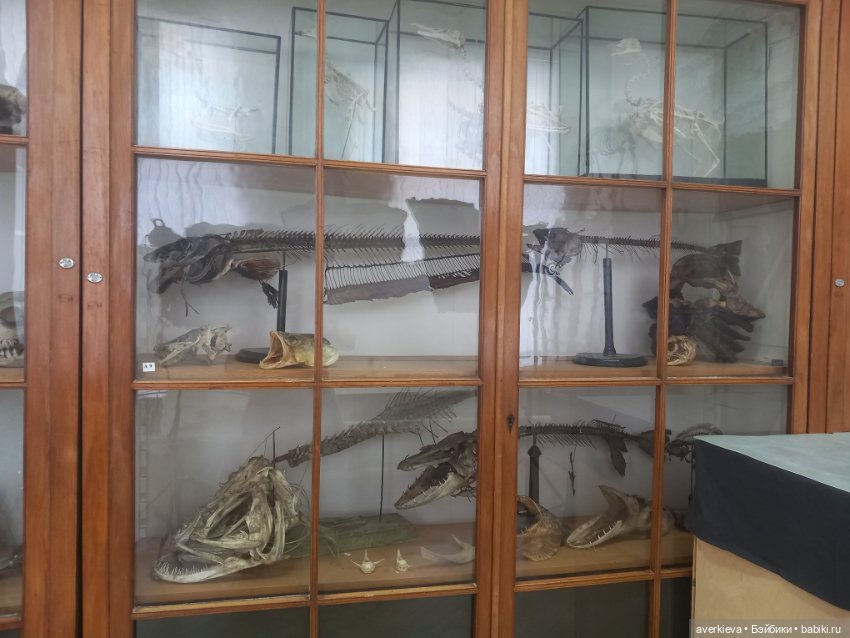 Зоологический Музей Казани