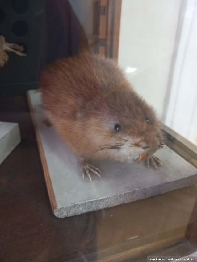 Зоологический Музей Казани