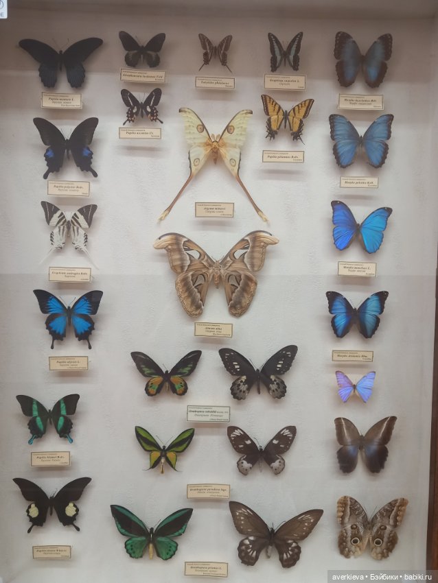 Зоологический Музей Казани