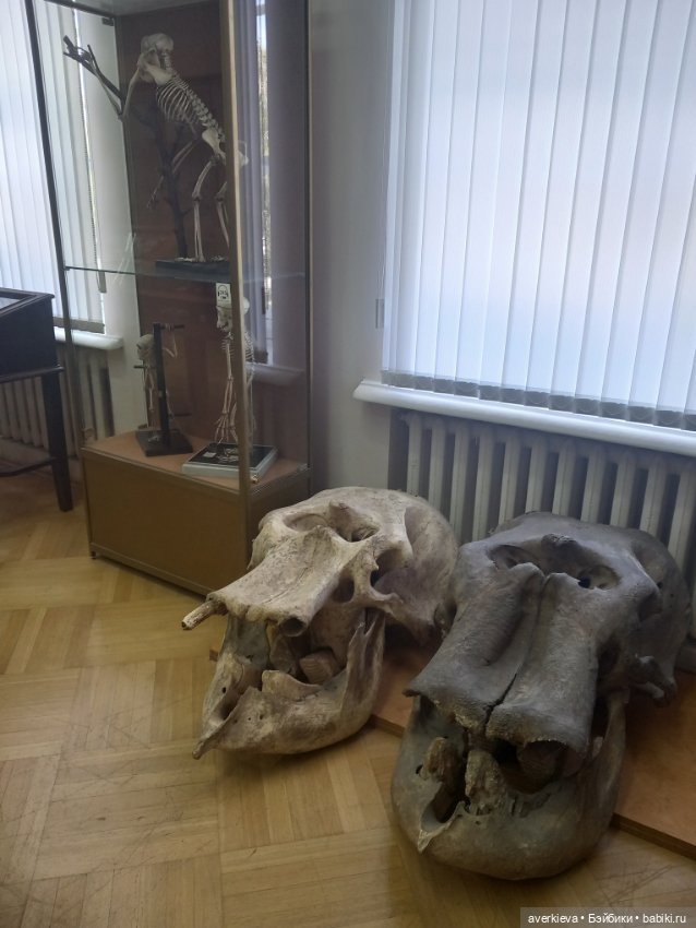 Зоологический Музей Казани