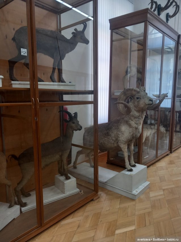 Зоологический Музей Казани