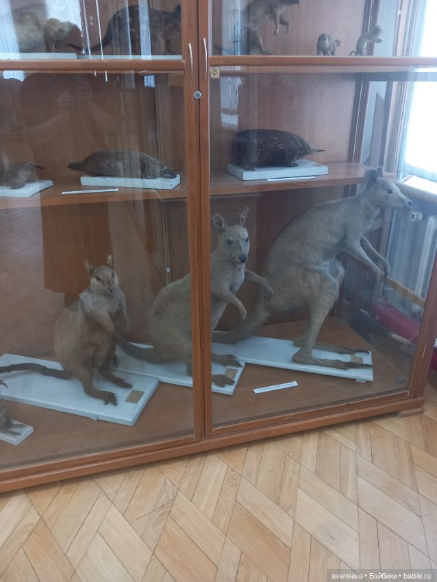 Зоологический Музей Казани