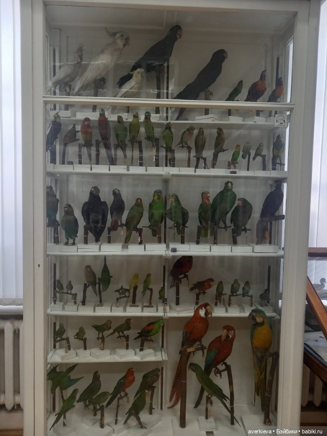 Зоологический Музей Казани