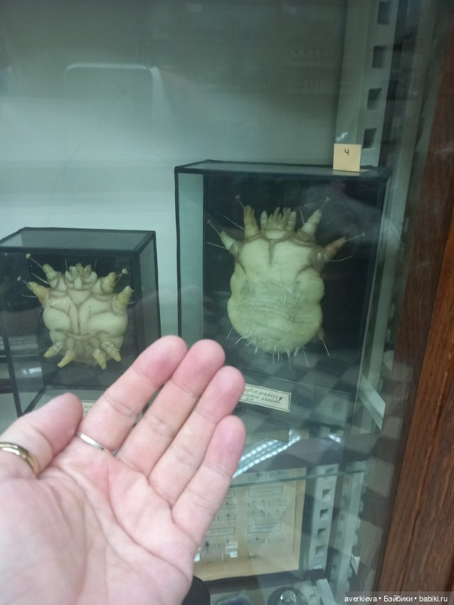 Зоологический Музей Казани (фото 6)