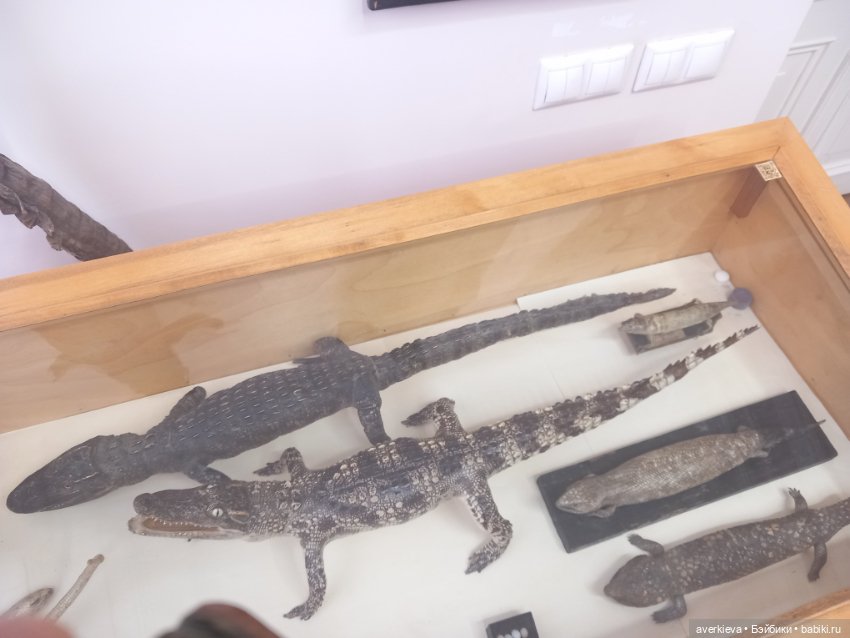 Зоологический Музей Казани