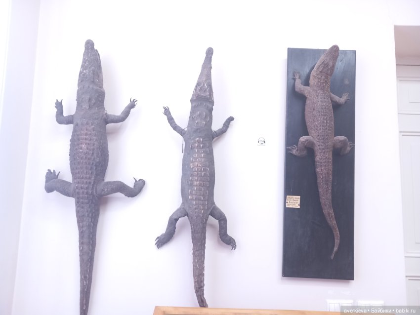 Зоологический Музей Казани