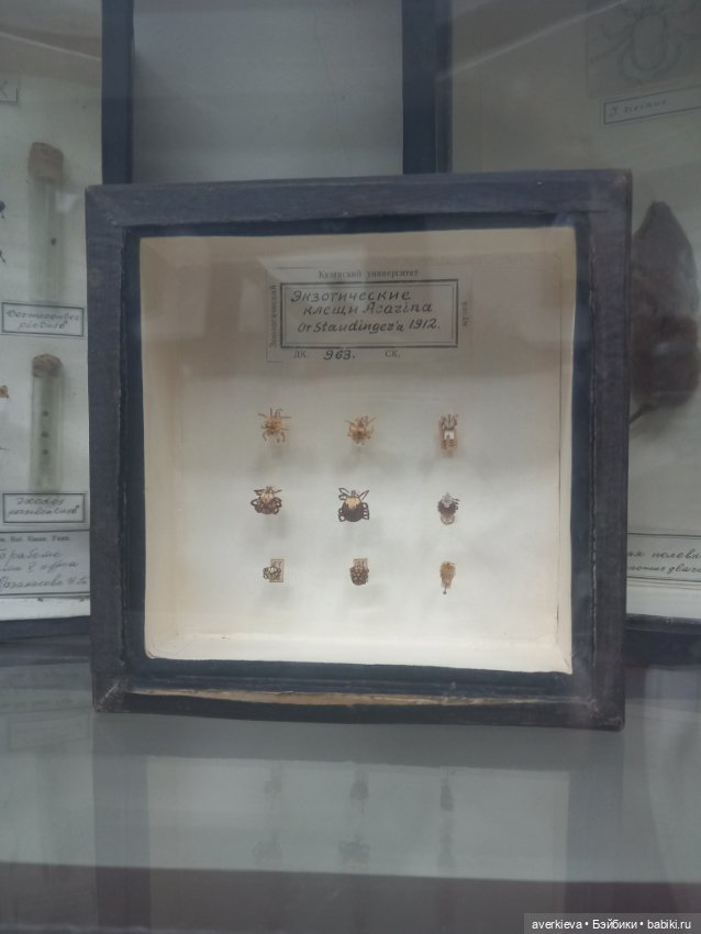 Зоологический Музей Казани (фото 7)