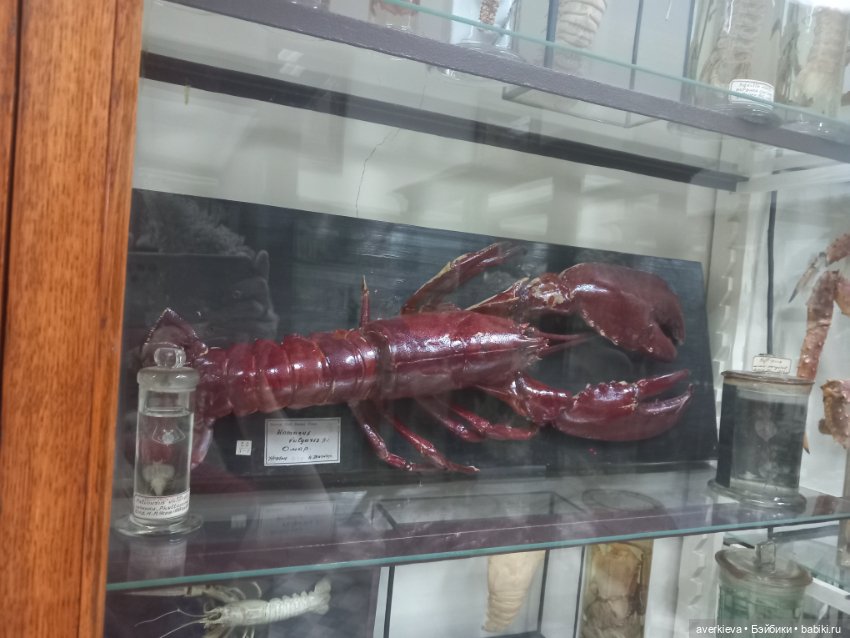 Зоологический Музей Казани (фото 3)