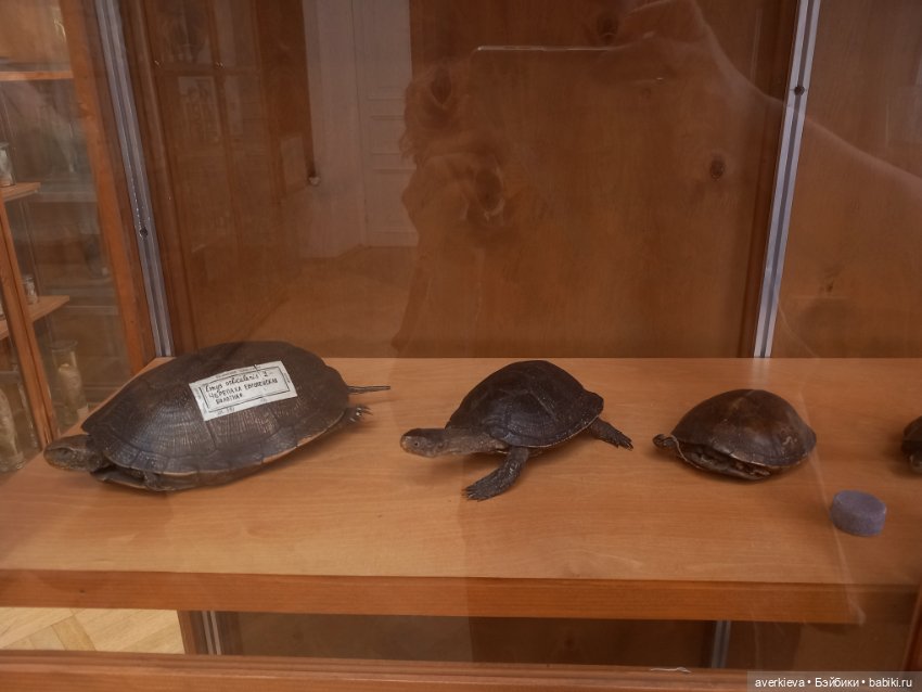 Зоологический Музей Казани