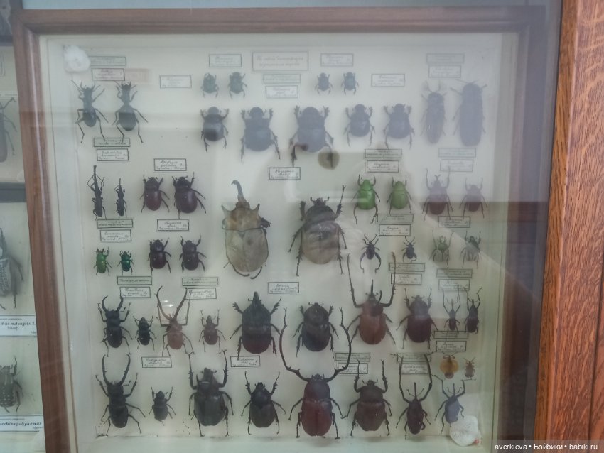 Зоологический Музей Казани