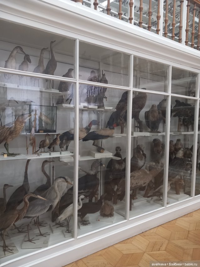 Зоологический Музей Казани