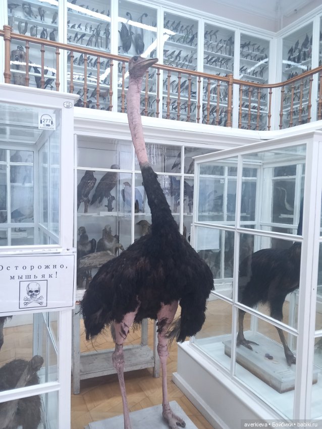 Зоологический Музей Казани