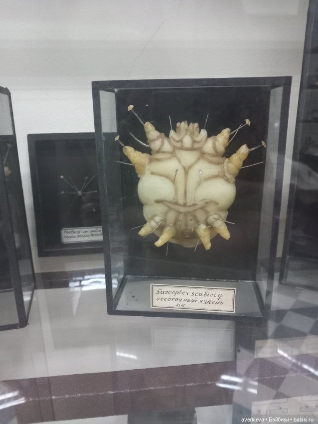 Зоологический Музей Казани (фото 5)