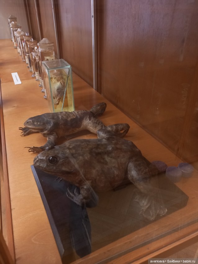 Зоологический Музей Казани