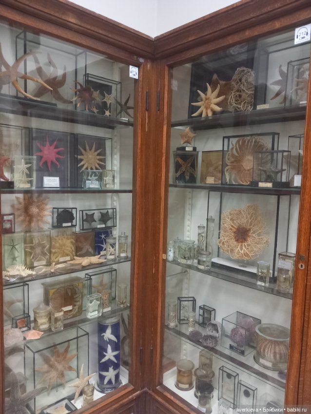 Зоологический Музей Казани