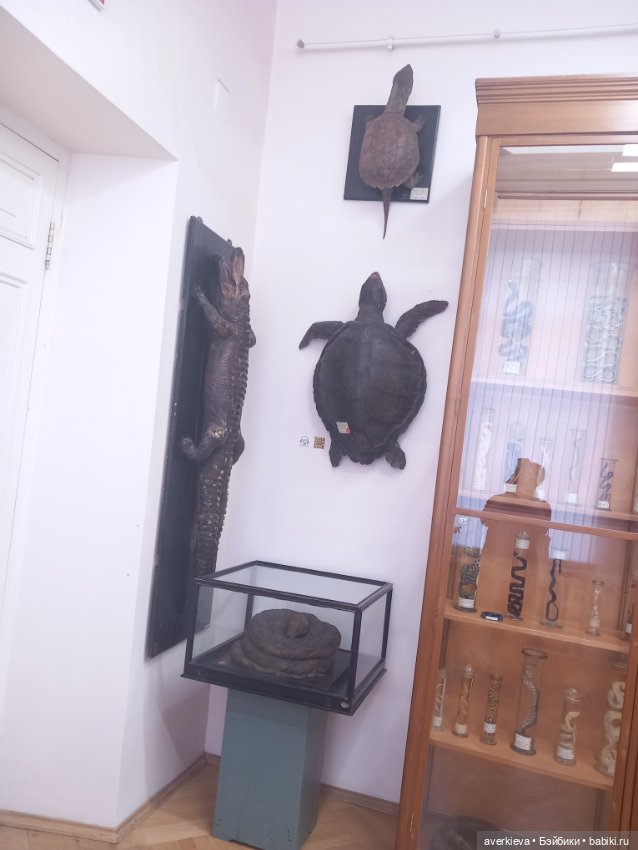 Зоологический Музей Казани