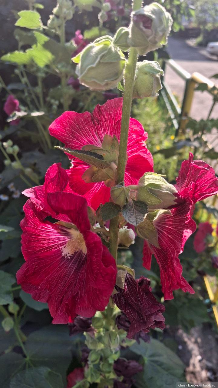 Матэо — Коллекционные экшн (фото 3)