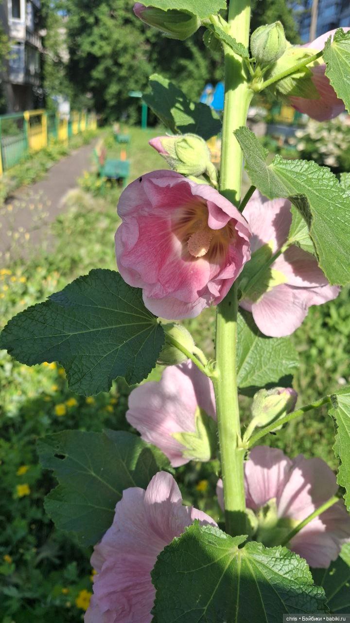 Матэо — Коллекционные экшн (фото 4)